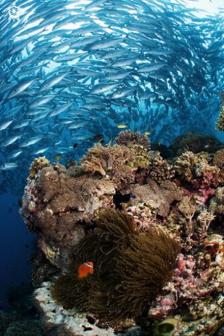 A Reef scape