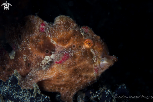 A Frogfish