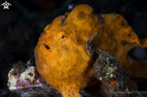 A Frogfish