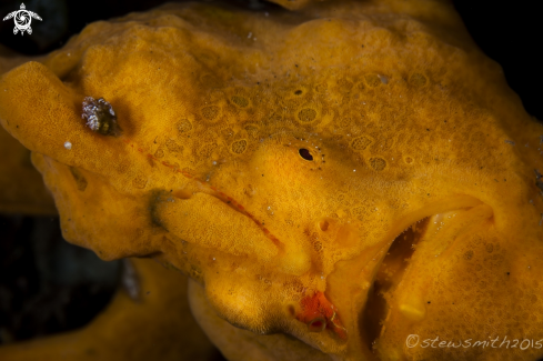 A Frogfish