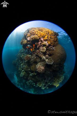 A Reef Scenes