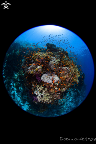 A Reef Scenes