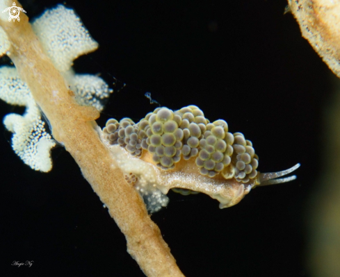 A Rose Doto | Nudibranchs 