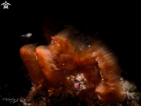 A Orangutan Crab