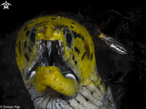 A Gymnothorax flavimarginatus | Leopard Moray 