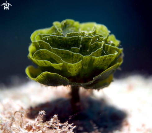 A Pinecone Algae