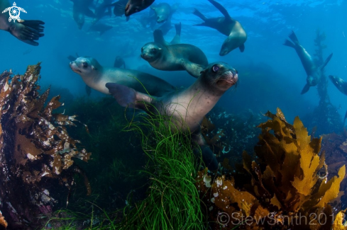 A Sea Lions