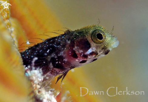 A Secretary Blenny