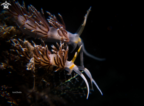 A Nudibranch