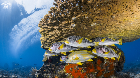 Celebes Sweetlips, Diagonal-banded Sweetlips (2 species)