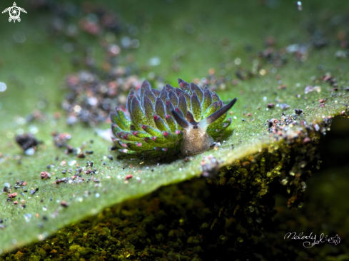 A nudibranch 