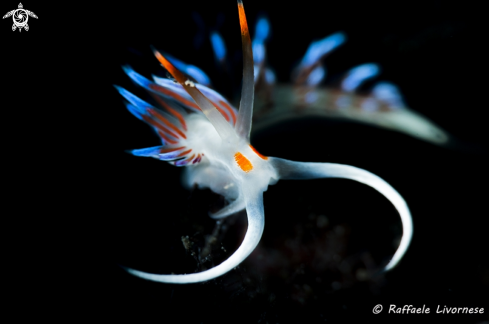 A Cratena peregrinae | NUDIBRANCH