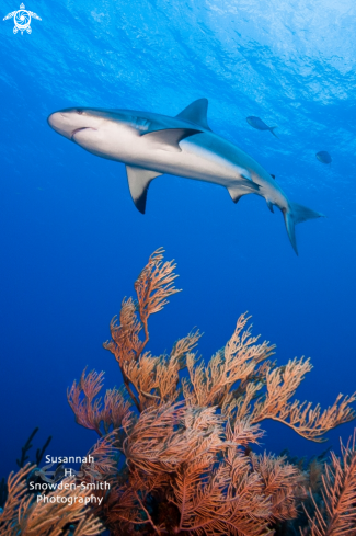 A Caribbean Reef Shark