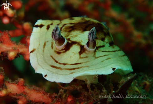 A Aphelodoris varia | Pancake Aphelodoris