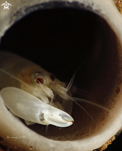 A Snapping shrimp