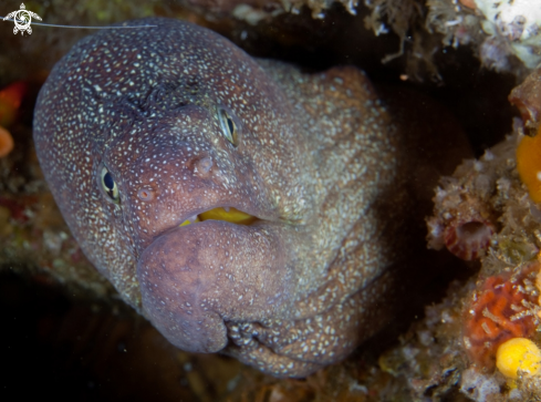 A Moray eel