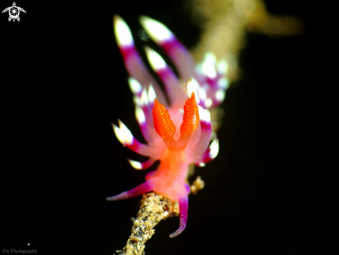 A Flabellina 