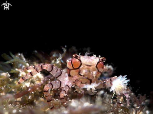 A Boxer Crab