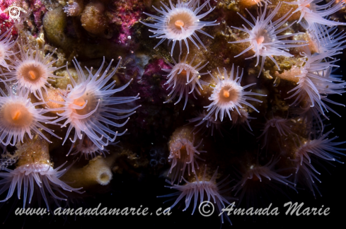 A Epizoanthus | Orange Zanthid