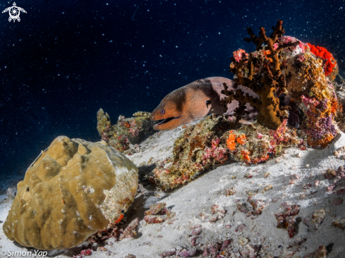 A Giant Moray