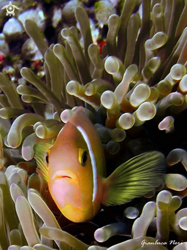 A Clownfish