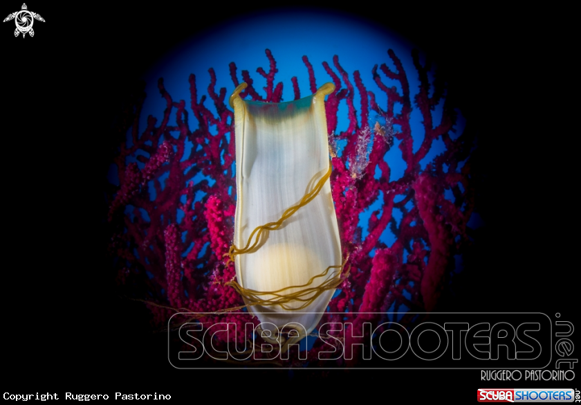 A Spotted catshark egg