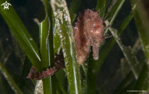 A Hippocampus Hippocampus | Sea Horse