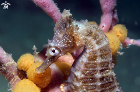 A White's seahorse