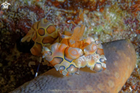 A Harlequin shrimp