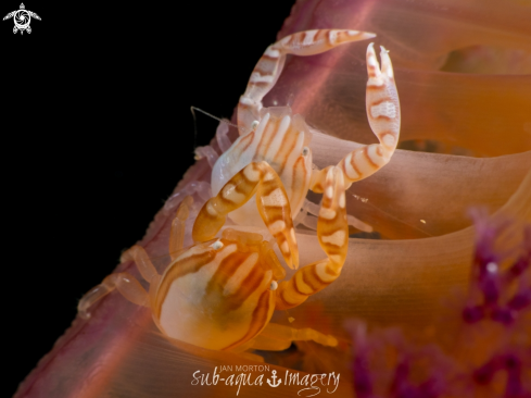 Haig's Porcelain Crabs