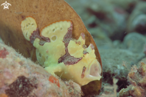 A Clown Frogfish