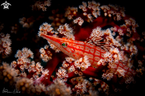 A Juvenile Hawkfish