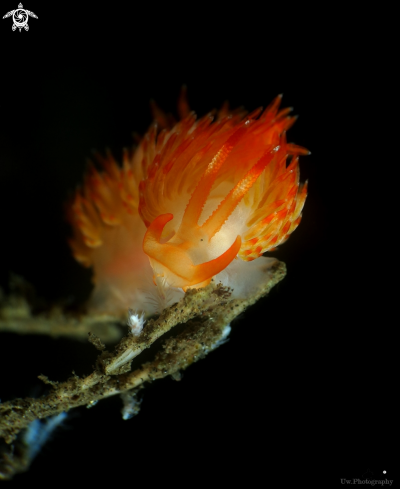 A Sakuraeolis nungunoides | Sakuraeolis 