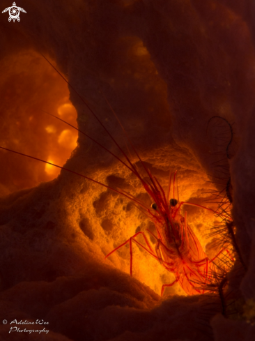 A Peppermint shrimp