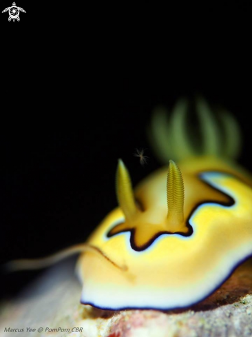 A NudiBranch