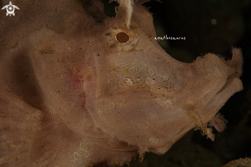 A Rhinopias Frondosa | Weedy Scorpionfish