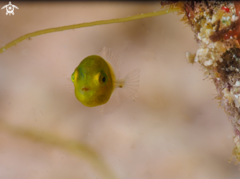 A Juvenile Diamond Filefish