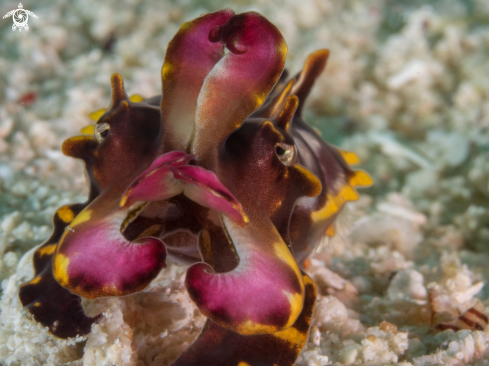 A Flamboyant Cuttlefish