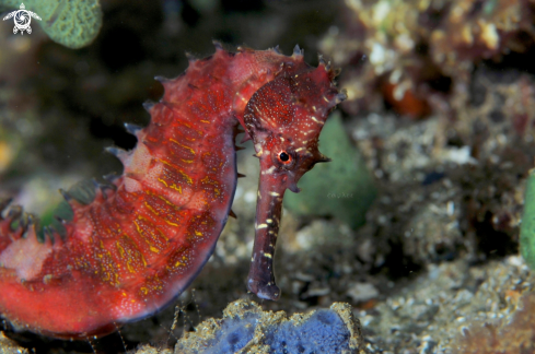 A SEAHORSE