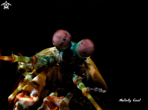 A Mantis shrimp 