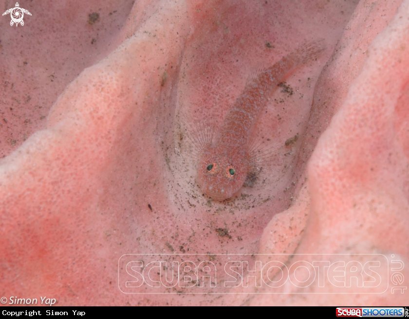 A Pink Ghost Goby