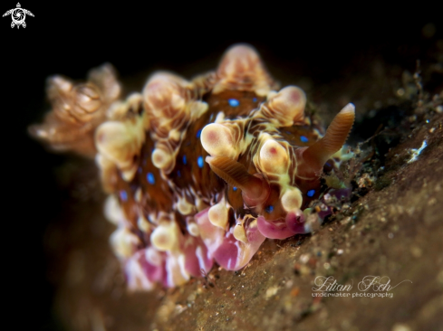 A Dendrodoris denisoni | Nudibranch