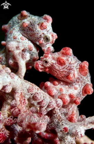 A pygmy seahorse