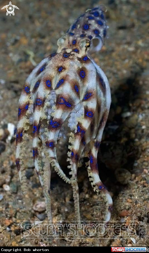 A blueringed octopus