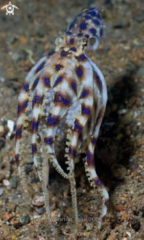 A blueringed octopus