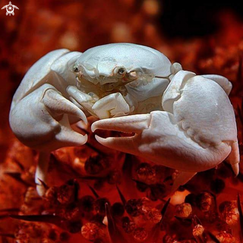 A porcelain crab