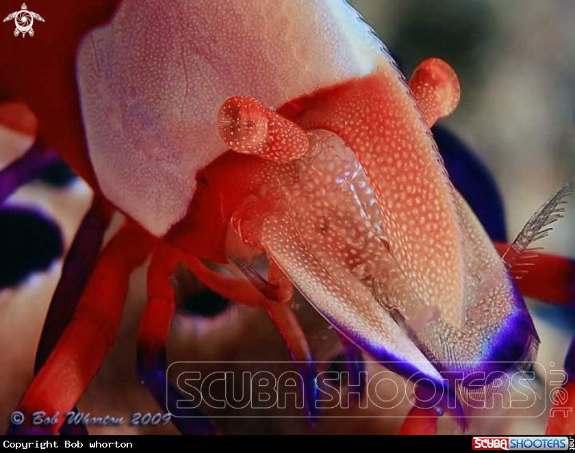 A emeritor shrimp
