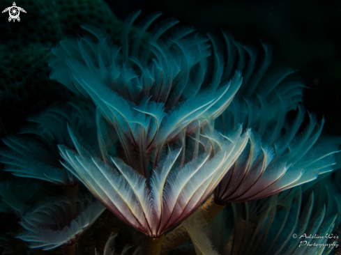 A Feather duster worms