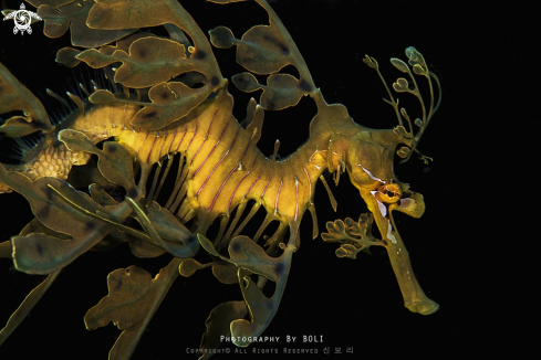 A leafy sea dragon