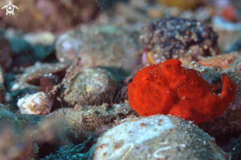 A PAINTED FROGFISH